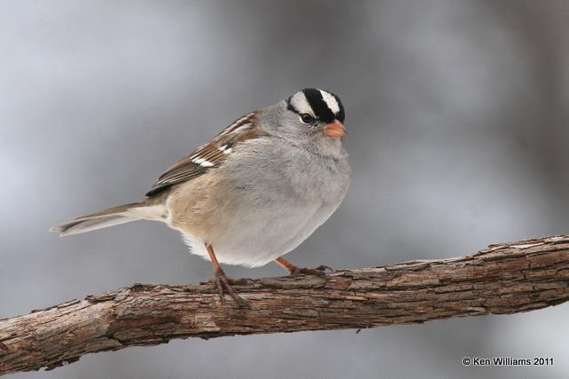 White-crowned Sparrow adult, Owasso yard, OK, 2-6-11, Ja 4749.jpg