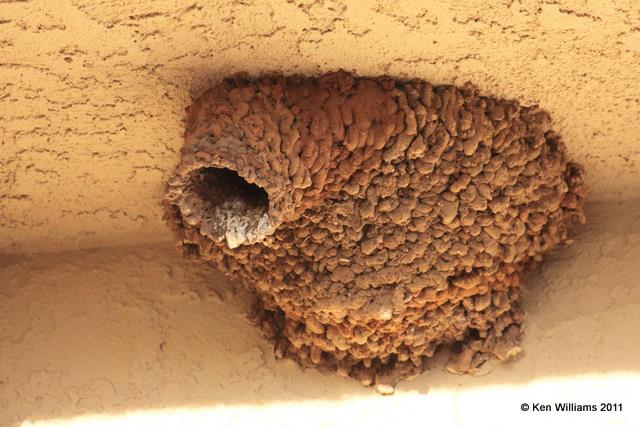 Cliff Swallow nest, Sana Rosa, NM, 8-26-09 RL2 4056.jpg