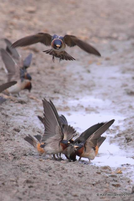Cliff Swallow, High Island, TX, 4-27-09, RL 3855.jpg