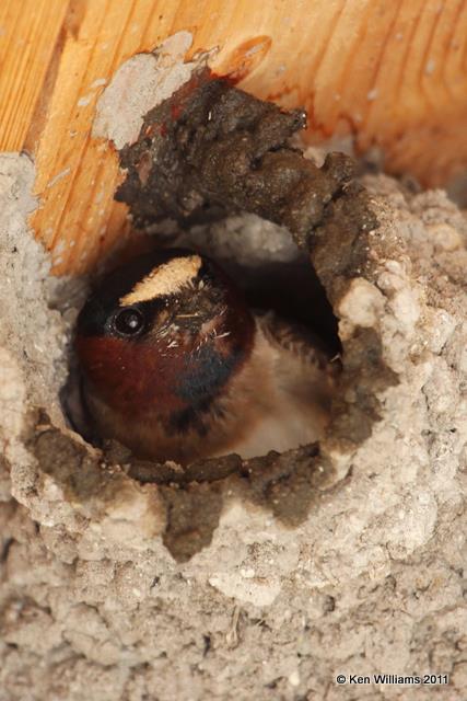 Cliff Swallow, Klamath NWR, CA, 6-23-10, JL 2846.jpg