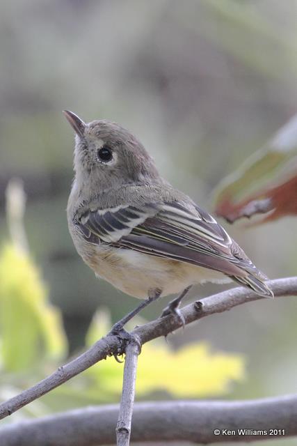 Hutton's Vireo, Madera Canyon, AZ 8-11-08, RL2 5273.jpg