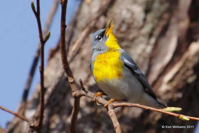 Northern Parula, Blackbird Marsh, Oxley Park, Tulsa Co, OK, 4-4-09, RL 3177.jpg