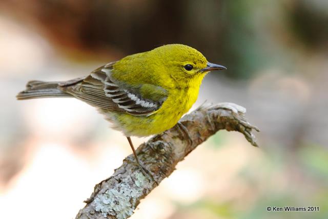 Pine Warbler, Sparrow Hawk WMA, Cherokee Co, OK, 5-17-09, RL 6246.jpg