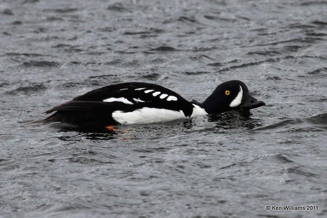 Barrow's Goldeneye - male, Yellowstone NP,  WY, 6-9-10, JL 9697.jpg