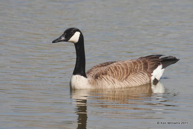 Canada Goose - Common, Oxley Nature Center, Tulsa Co, OK, 4-8-09, RL 3194.jpg