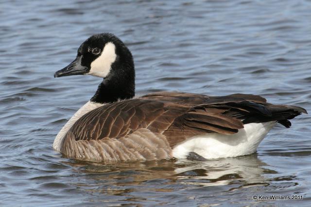 Canada Goose - Lesser, Rio Grande Nature Center, Alburquque, NM, 12-6-08, RL2 0993.jpg
