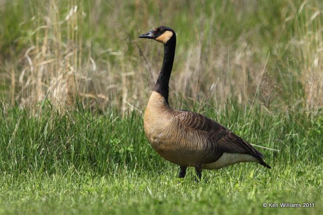 Canada Geese - Common with dark cheek patch, Ottawa NWR, OH, 5-15-10  JL2 6022.jpg
