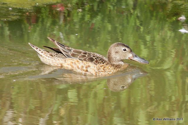 Cinnamon Teal - female, Klamath NWR, CA, 6-23-10, JL 2864.jpg