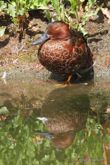 Cinnamon Teal - male, Klamath NWR, CA, 6-23-10, JL 2884.jpg