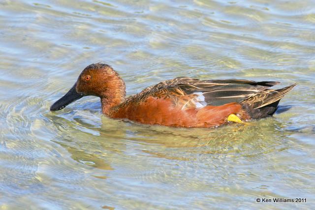 Cinnamon Teal - male, Port Aransas, TX, 1-31-08, R L300 2286.jpg