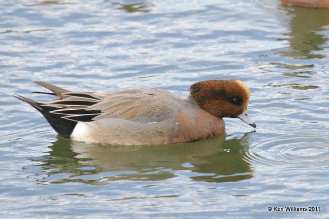 :Eurasian Wigeon: