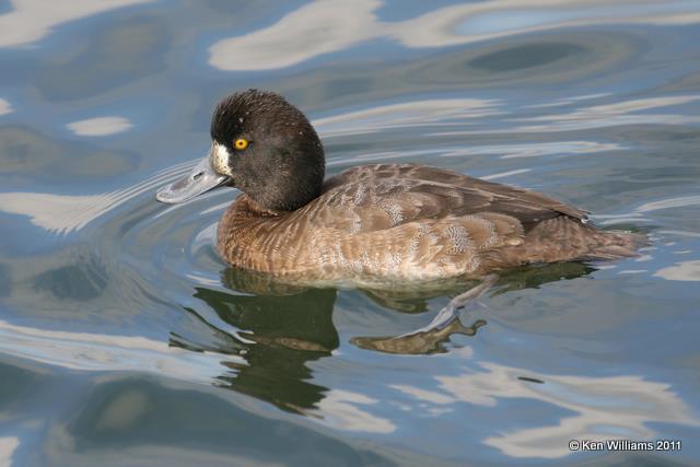 Lesser Scaup - female, Bolsa Chica Reserve, CA, 12-12-08, RL 2651.jpg