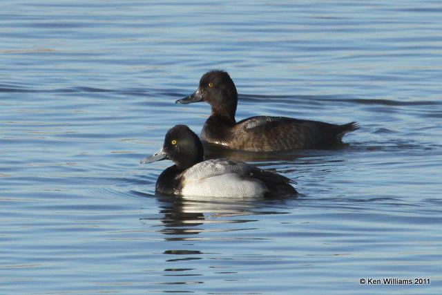 Lesser Scaup - nonbreeding & breeding males, Collinsville Sewage Pond, 12-13-10 Ja 2351.jpg