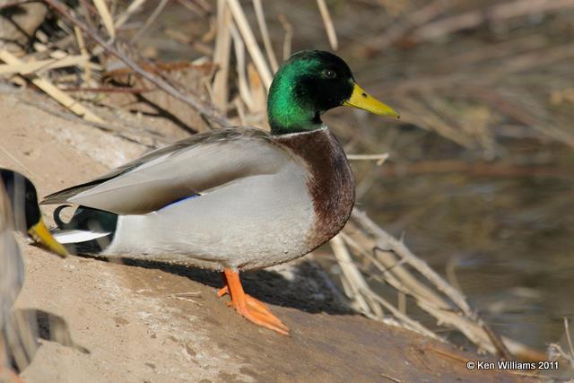 :Mallard: