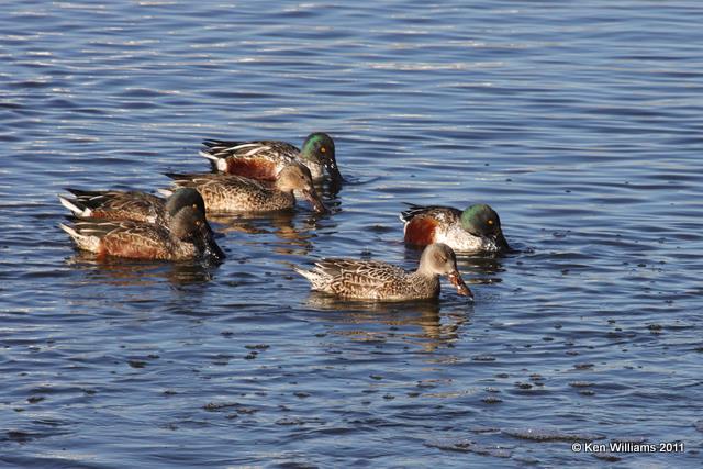 Northern Shoveler, Collinsville Sewage Pond, 12-13-10 JL 2251.jpg