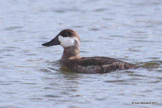 Ruddy Duck - nonbreeding male, Collinsville Sewage Pond, OK, 12-14-10, Ja 2690.jpg