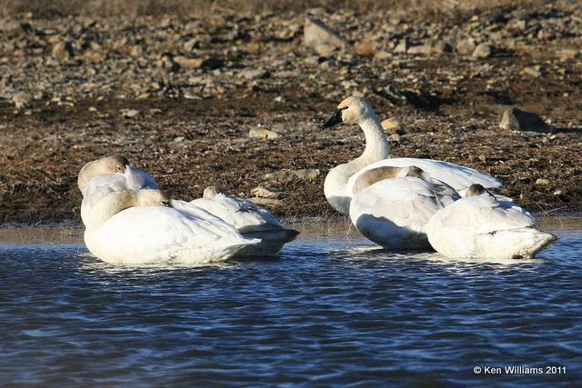 Tundra Swans, Tall Grass Prairie, OK, 1-7-11, Ja 3015.jpg