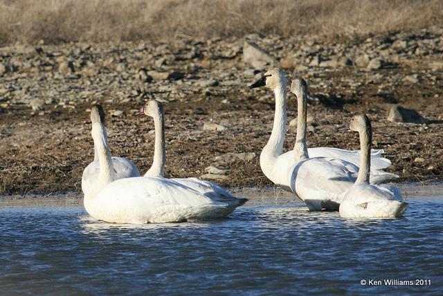 Tundra Swans, Tall Grass Prairie, OK, 1-7-11, Ja 3018.jpg