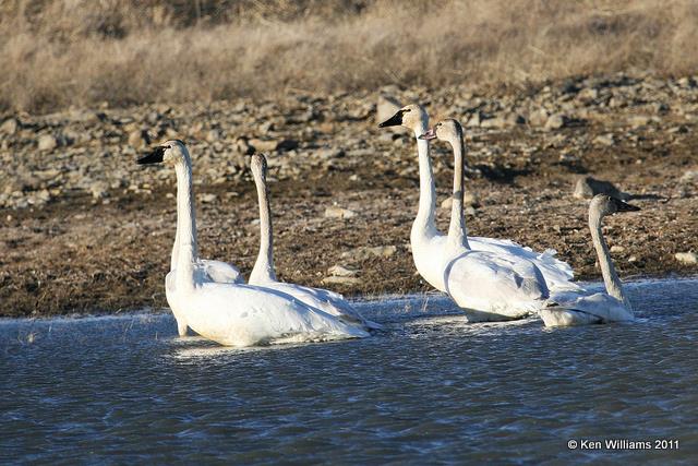 Tundra Swans, Tall Grass Prairie, OK, 1-7-11, Ja 3025.jpg