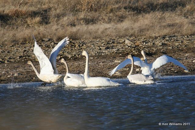 Tundra Swans, Tall Grass Prairie, OK, 1-7-11, Ja 3029.jpg