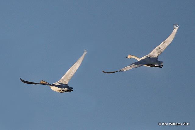 Tundra Swans, Tall Grass Prairie, OK, 1-7-11, Ja 3049.jpg