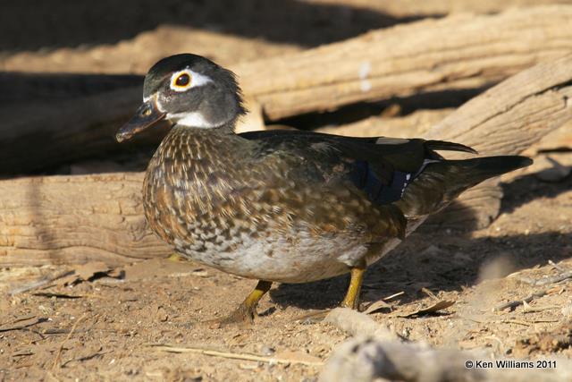 Wood Duck female, Rio Grande Nature Center, Alburquque, NM, 12-6-08, RL 1118.jpg