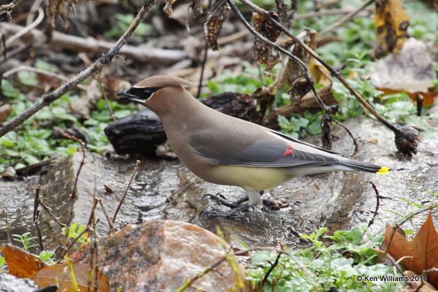 Cedar Waxwing, Owasso Yard, Rogers Co, OK, 11-24-10, JL 1375.jpg