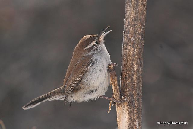 Bewick's Wren, Owasso Yard, Rogers Co, OK, 2-10-11, Ja2 5162.jpg