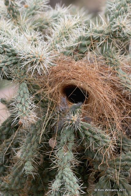Cactus Wren nest, Saguaro National Park, AZ, 12-15-08, JL 3497.jpg
