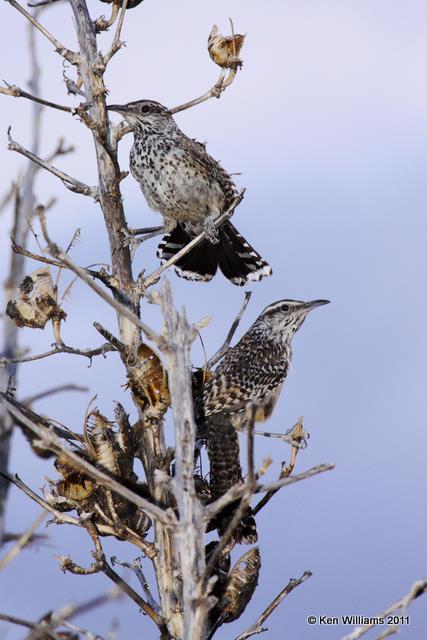 Cactus Wren, Client, TX, 8-10-09 RL 1949.jpg