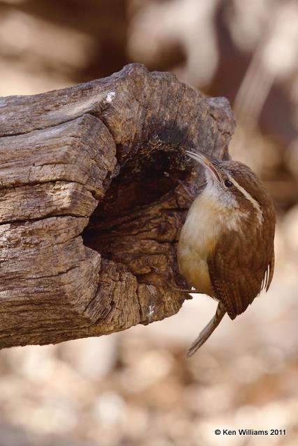 Carolina Wren, Owasso backyard, Rogers Co, OK, 2-21-09, RL 0652.jpg