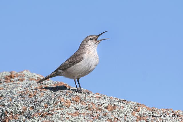 Rock Wren, Wichita Mts. NWR, OK 3-10-11, Ja 5442.jpg