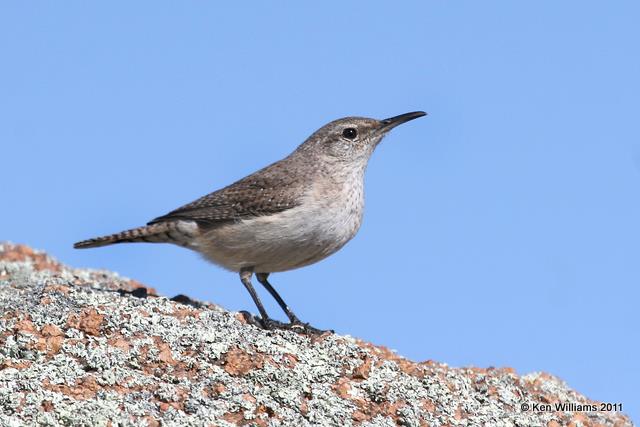 Rock Wren, Wichita Mts. NWR, OK 3-10-11, Ja 5444.jpg