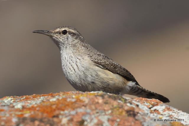 Rock Wren, Wichita Mts. NWR, OK 3-10-11, Ja 7732.jpg