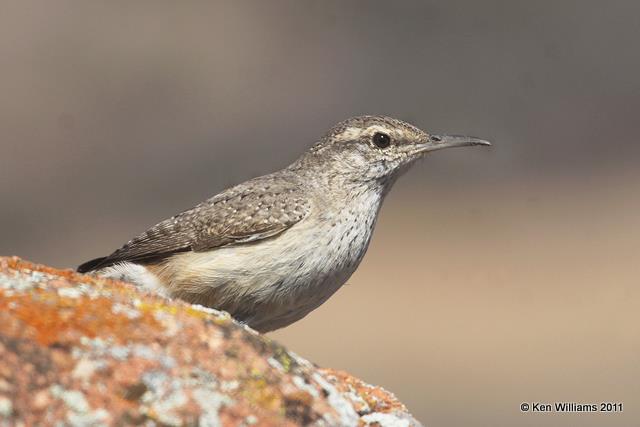 Rock Wren, Wichita Mts. NWR, OK 3-10-11, Ja 7739.jpg