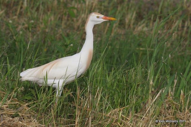 Cattle Egret - breeding, Anahuac NWR, TX, 4-23-08 RL 6236.jpg