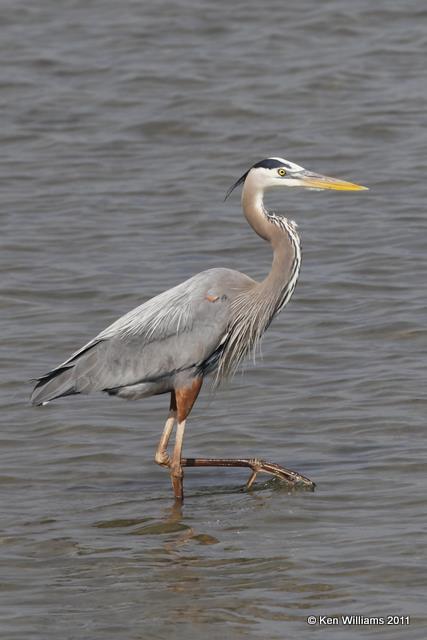 Great Blue Heron, S. Padre Island, TX, 3-4-09, RL 6042.jpg