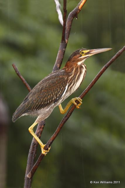 Green Heron - juvenile, Owasso Backyard, Rogers Co, OK, 7-4-09 RL 8311.jpg