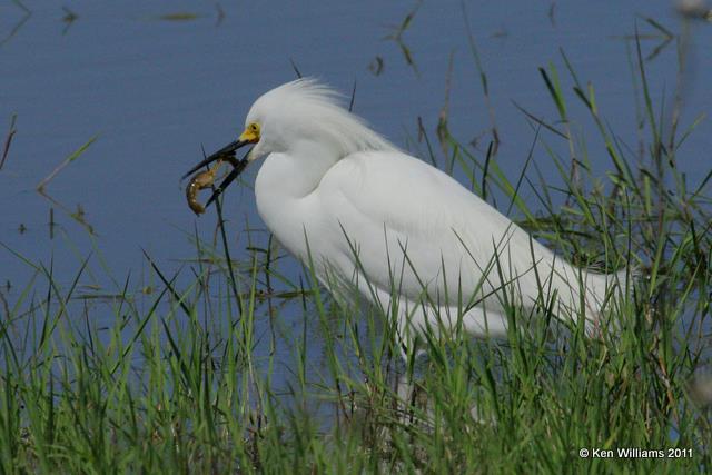 Snowy Egret with dinner, Hackberry Flats, Tillman Co, OK 4-15-07 RL 8791.jpg