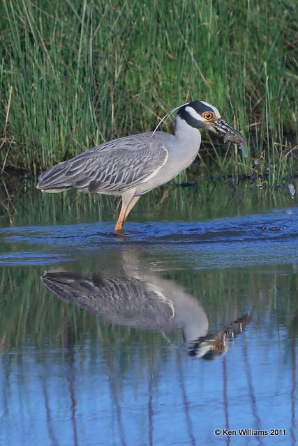 * Yellow-crowned Night-Heron feeding on crayfish