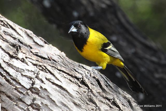 Audubon's Oriole, Salineno, TX, 1-25-11, Ja 5386.jpg