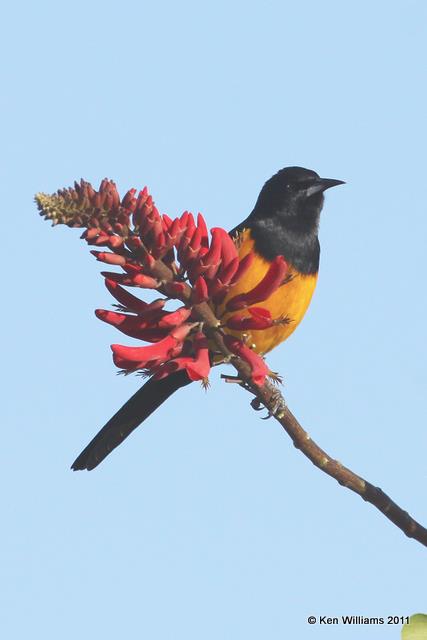 Black-vented Oriole, Bentsen Palm RV Park, Mission, TX, 1-21-11, Ja 3324.jpg