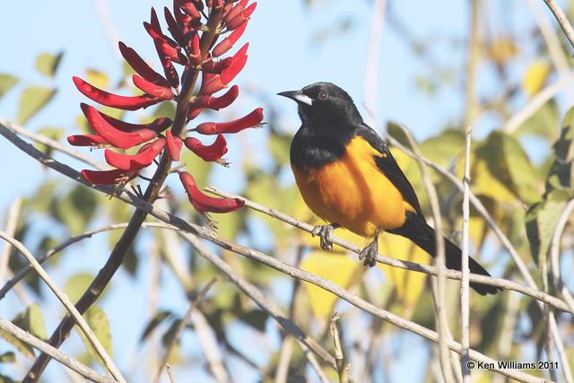 Black-vented Oriole, Bentsen Palm RV Park, Mission, TX, 1-21-11, Ja 3415.jpg