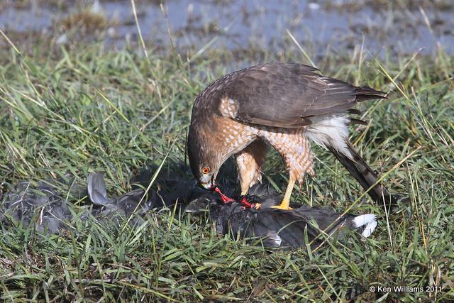 Cooper's Hawk eating a Coot, Estero Llano Grande SP, TX, 1-23-11, Ja 4703.jpg