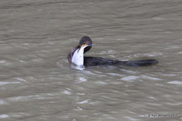 Double-crested Cormorant with big shad , Estero Llano Grande SP, TX, 1-23-11, Ja 4934.jpg