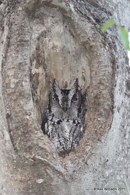 Eastern Screech Owl, Estero Llano Grande SP, TX, 1-24-11, Ja 5243.jpg