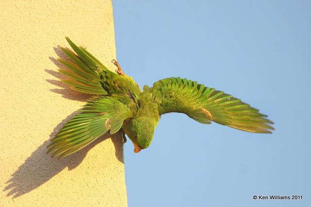 Green Parakeet, 10th & Dove, McAllen, TX, 1-21-11, Ja 3935.jpg