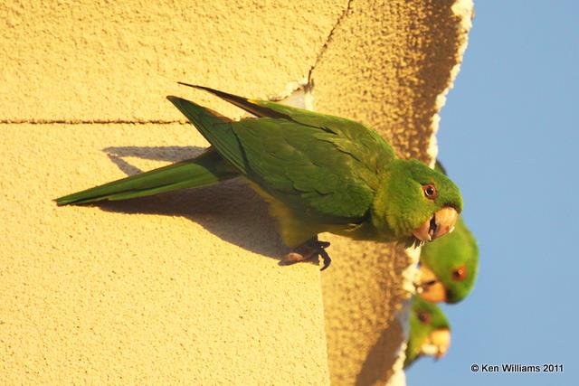 Green Parakeet, 10th & Dove, McAllen, TX, 1-21-11, Ja 3940.jpg