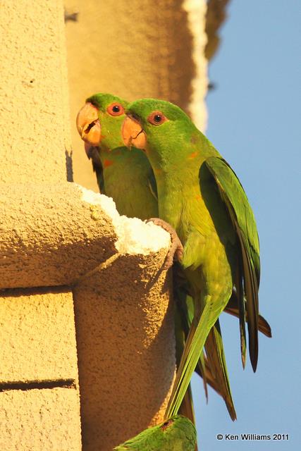 Green Parakeet, 10th & Dove, McAllen, TX, 1-21-11, Ja 3960.jpg
