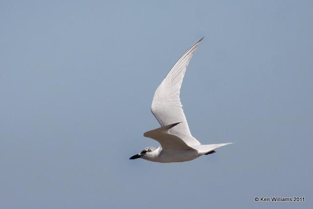 Gull-billed Tern - winter plumage, Laguna Atascosa NWR 1-22-11, Ja 4197.jpg